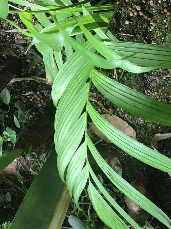 Coligallo