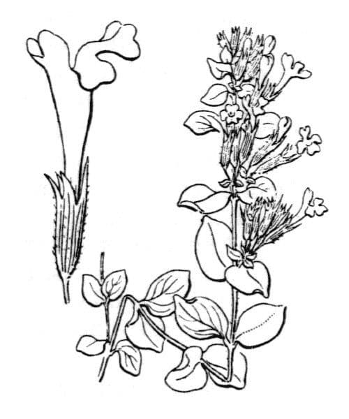 Micromeria marginata 16