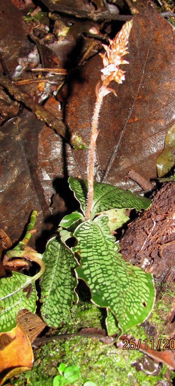 Aspidogyne 3