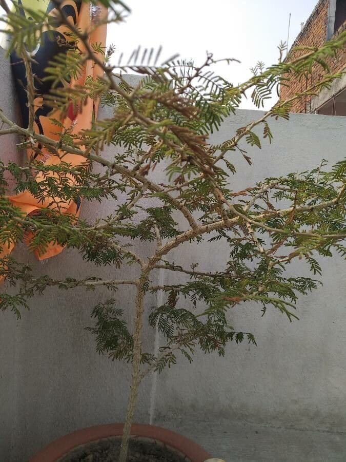 Prosopis 7