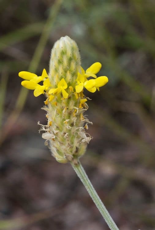 Dalea