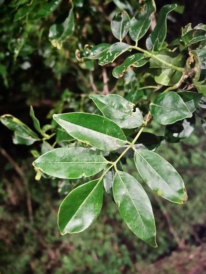 Lonchocarpus 5