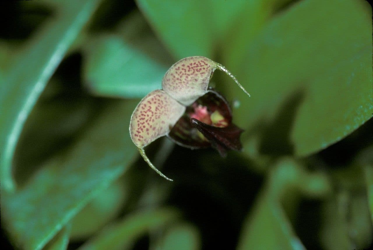 Scaphosepalum 2