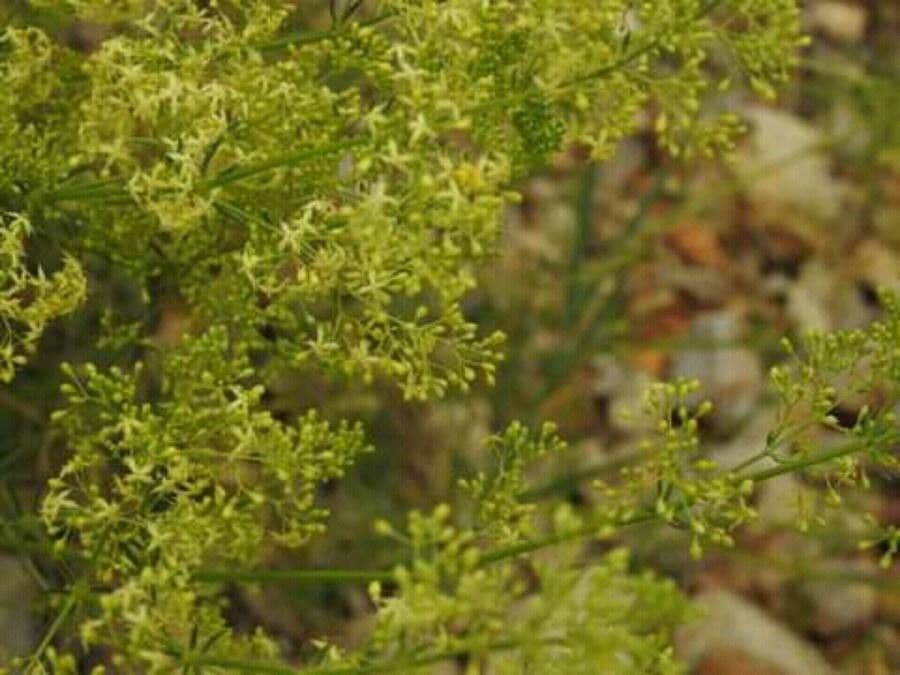 Galanium