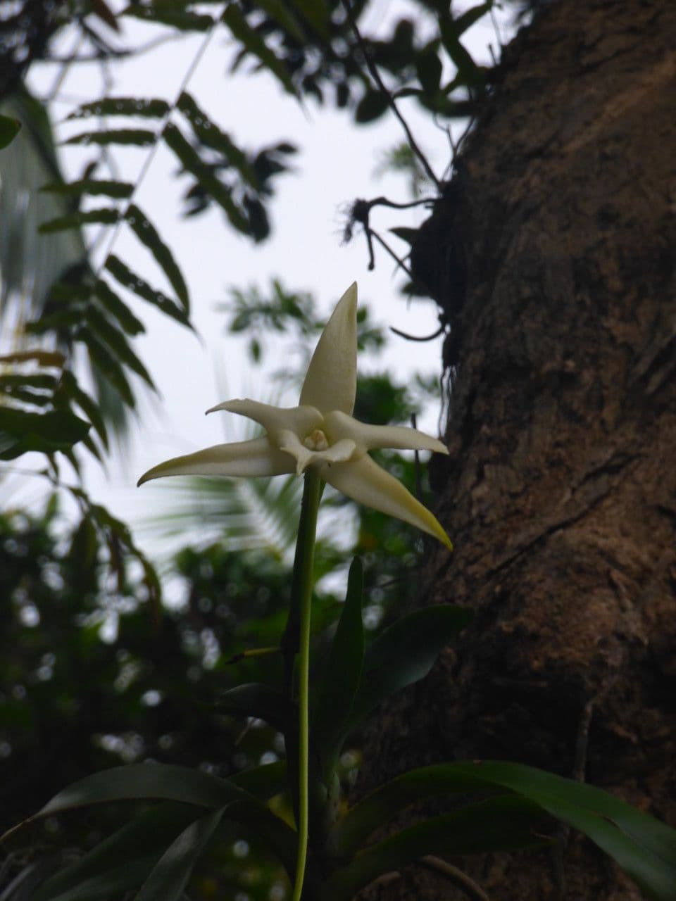 Orchidea di Darwin 3