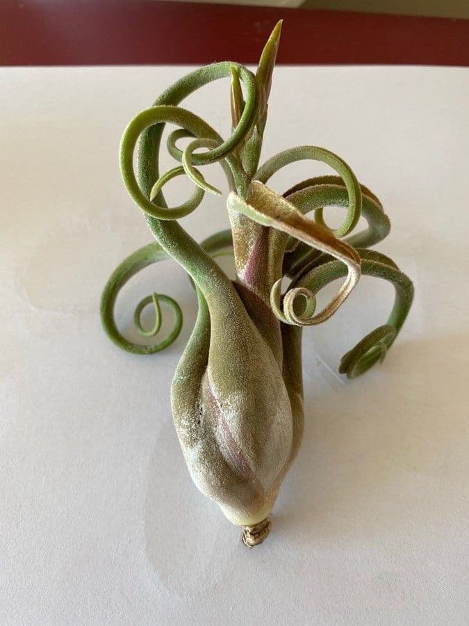 Tillandsia 14