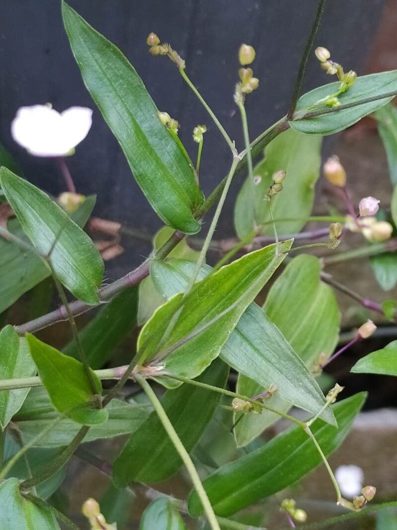 Gibasis geniculata 18