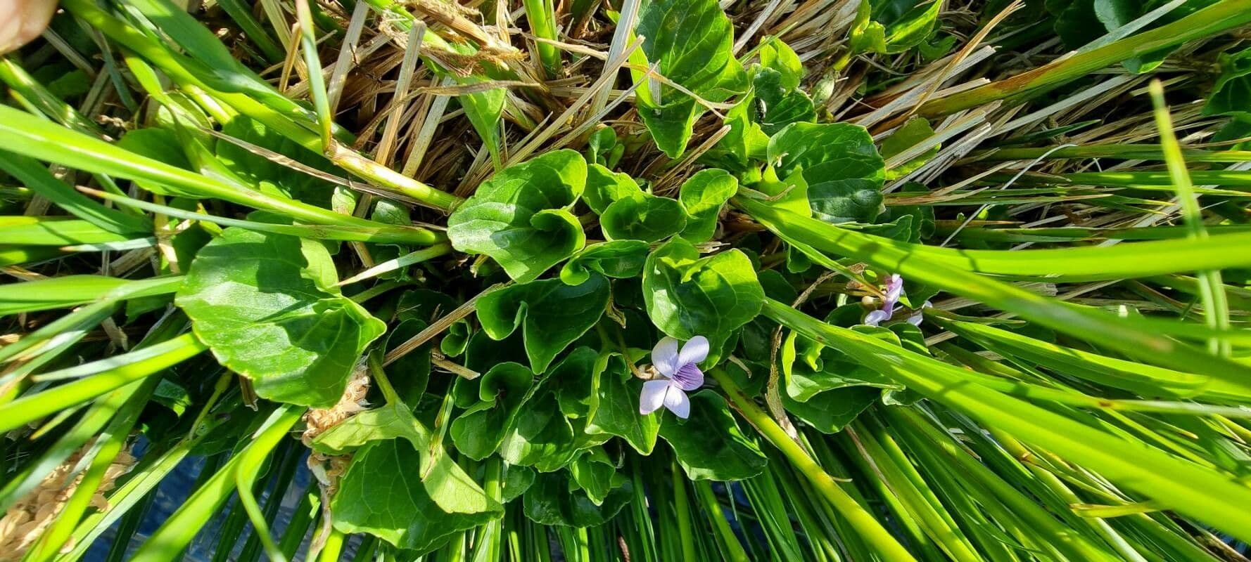 Viola palustre 14