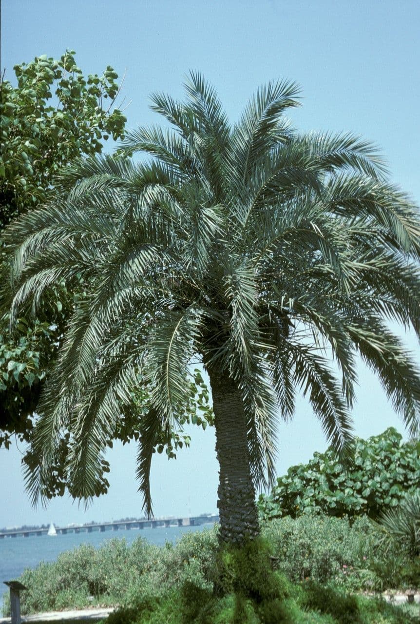 Palma da datteri selvatica