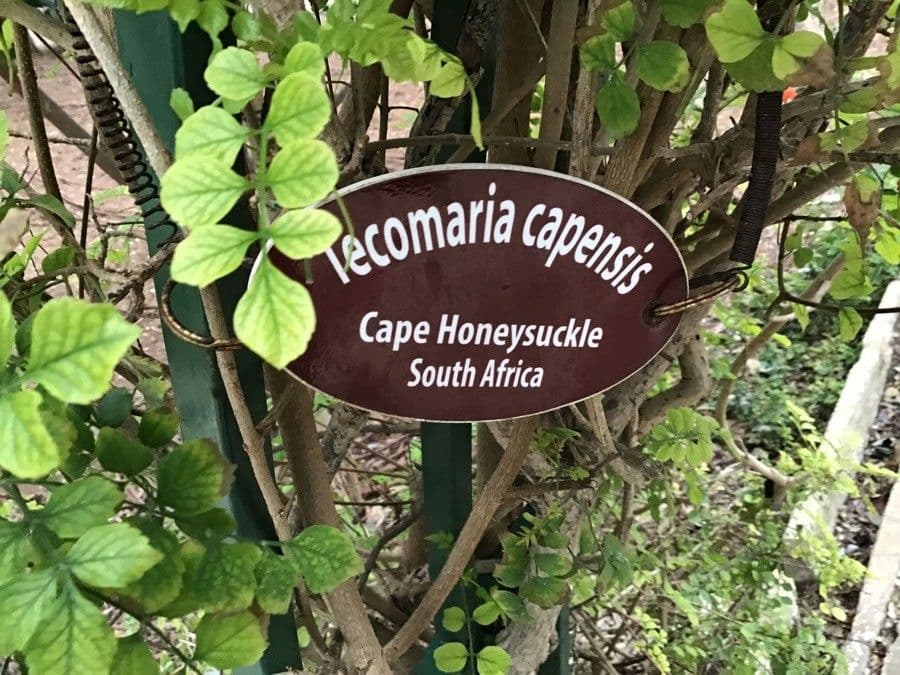 Tecoma del Capo 25