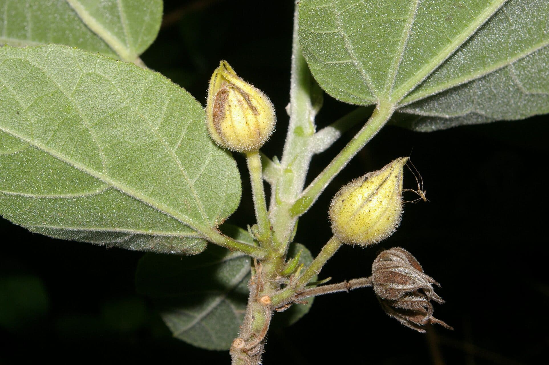 Malvaviscus 4