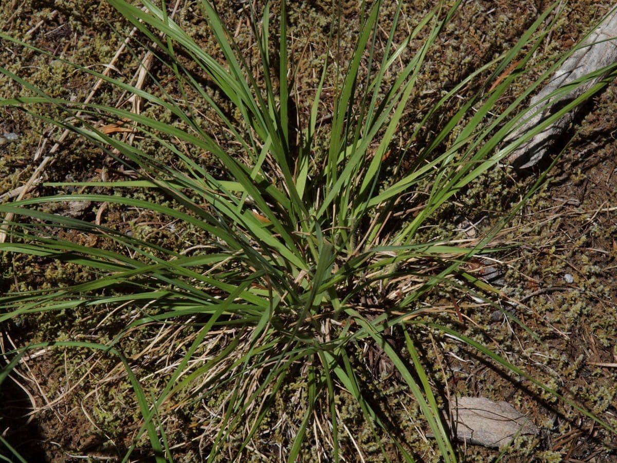 Avena della California 10
