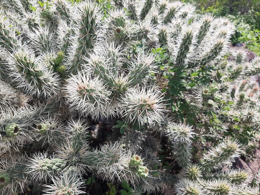 Ummantelte Cholla 14
