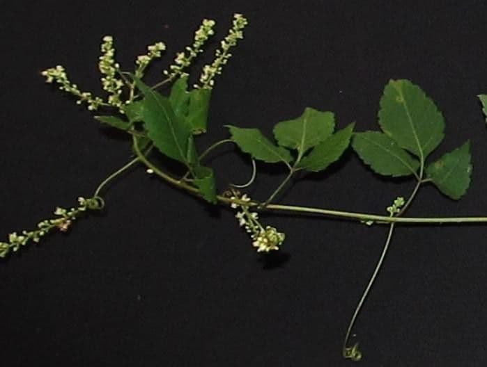 Urvillea 8