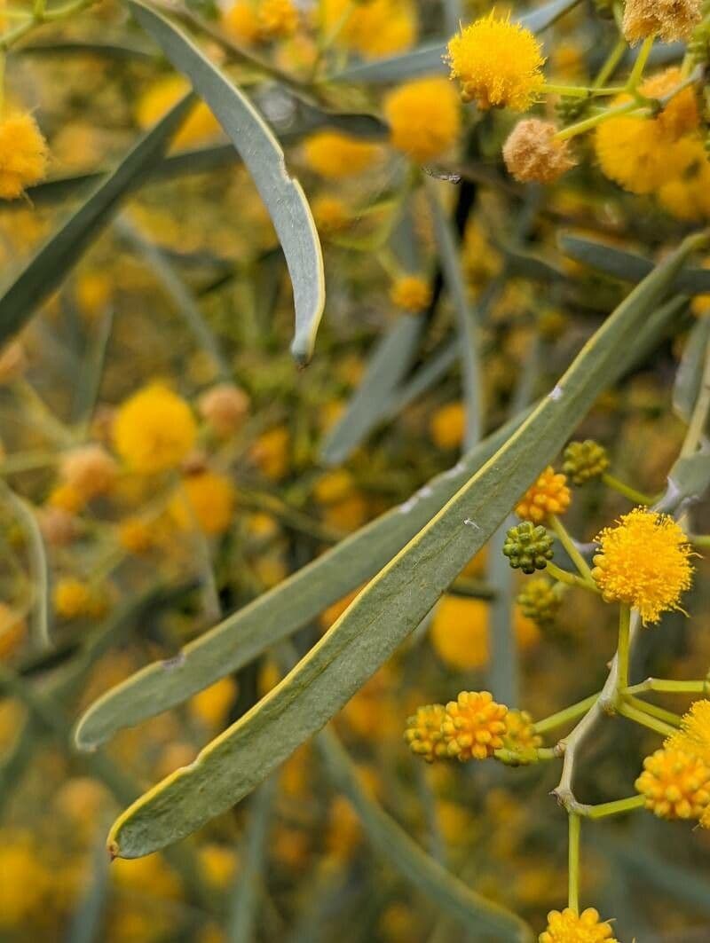Acacia ligulata 13