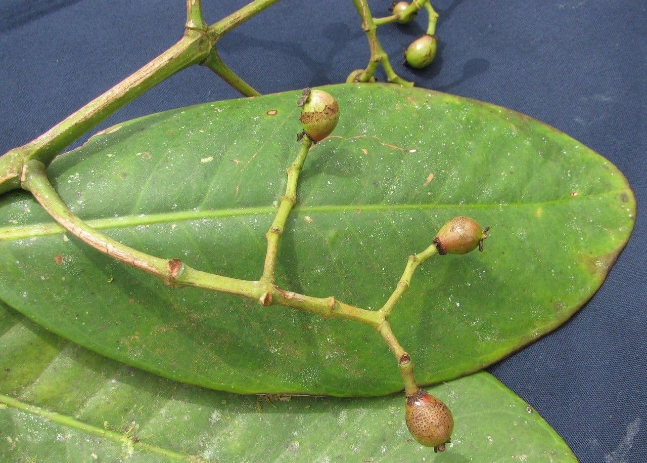 Chrysochlamys 4