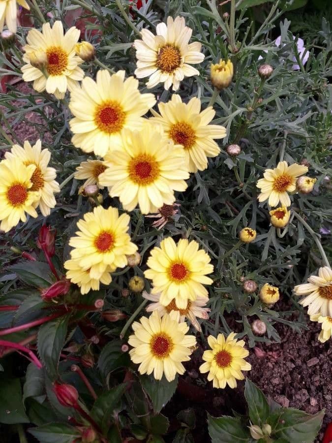 Argyranthemum 26