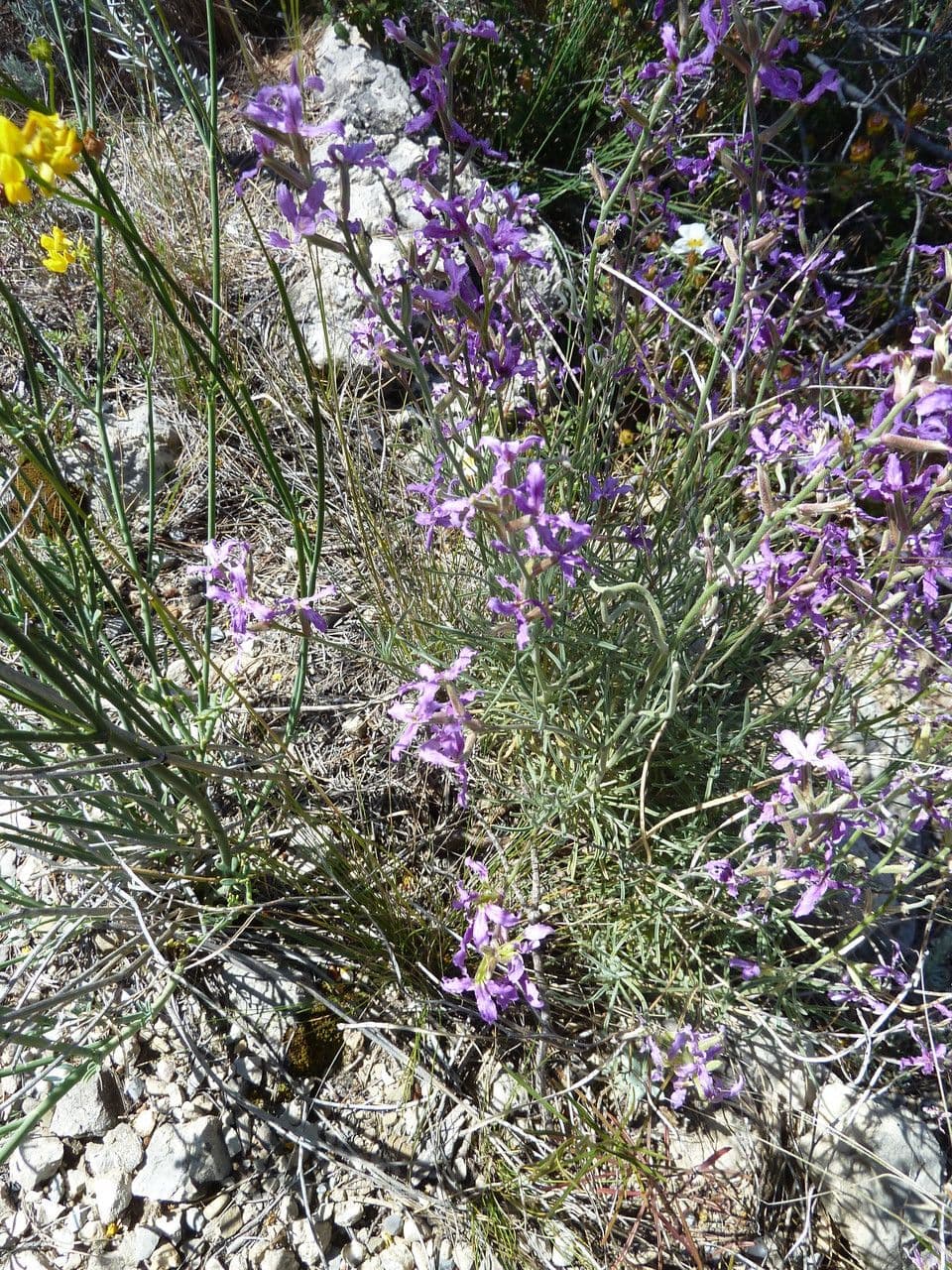 Violaciocca fruticulosa 9