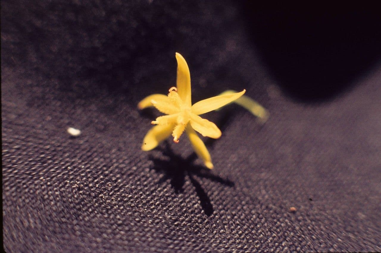 Narthecium 3