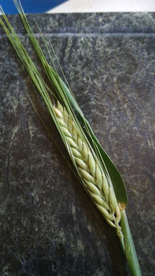 Grano monococco 16