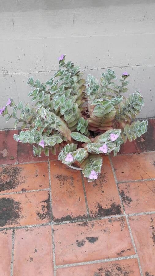 Tradescantia 7