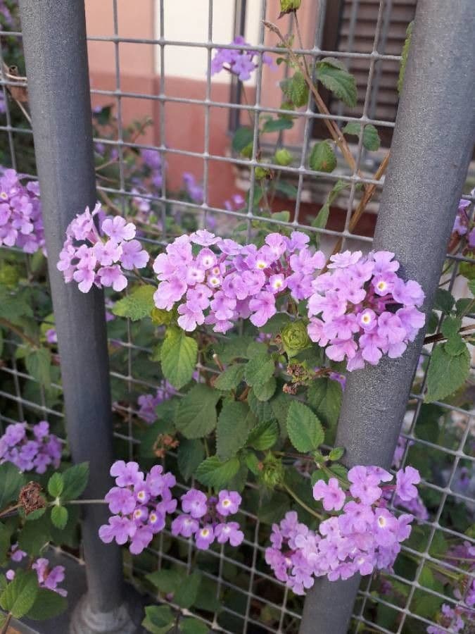 Lantana 6