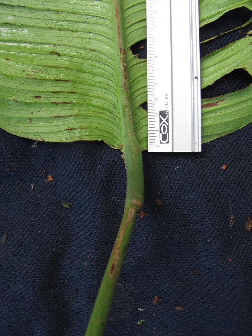 Rhodospatha 16