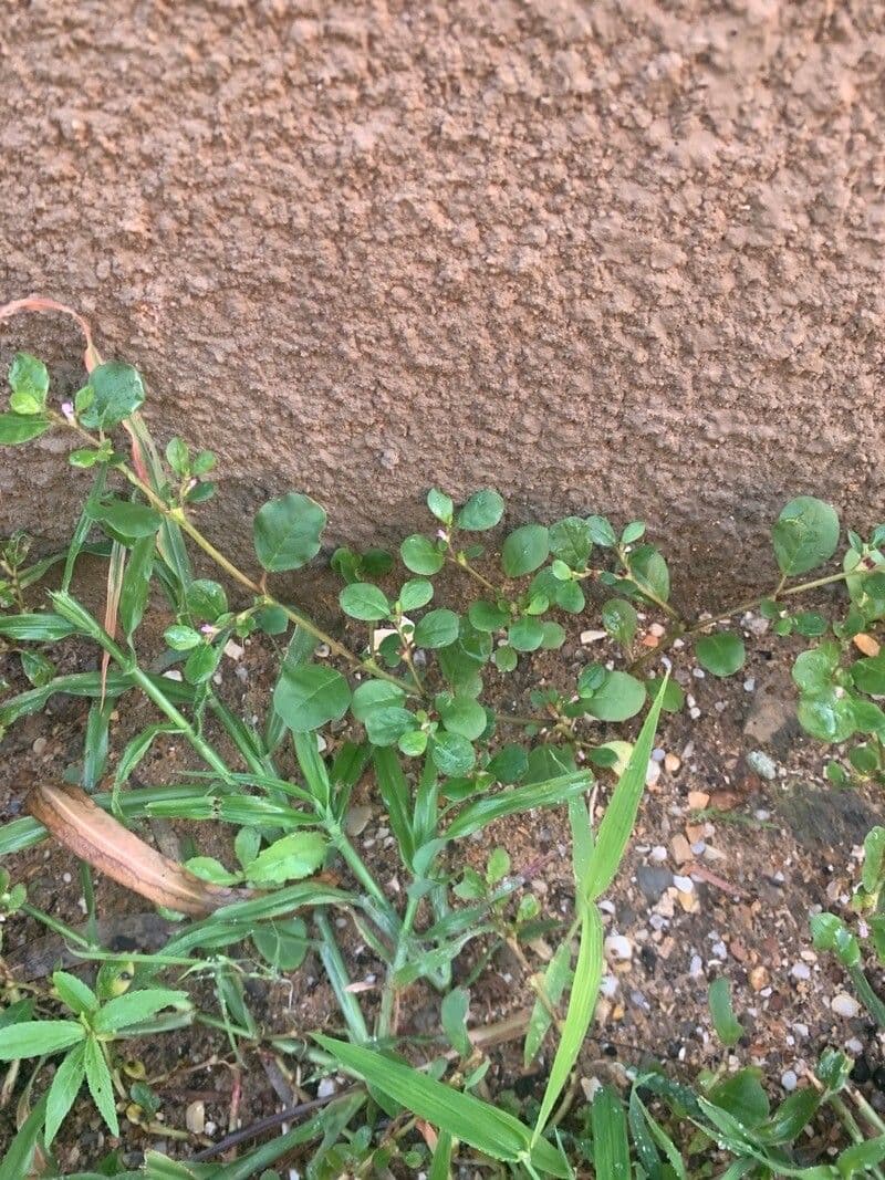 Trianthema portulacastrum 10
