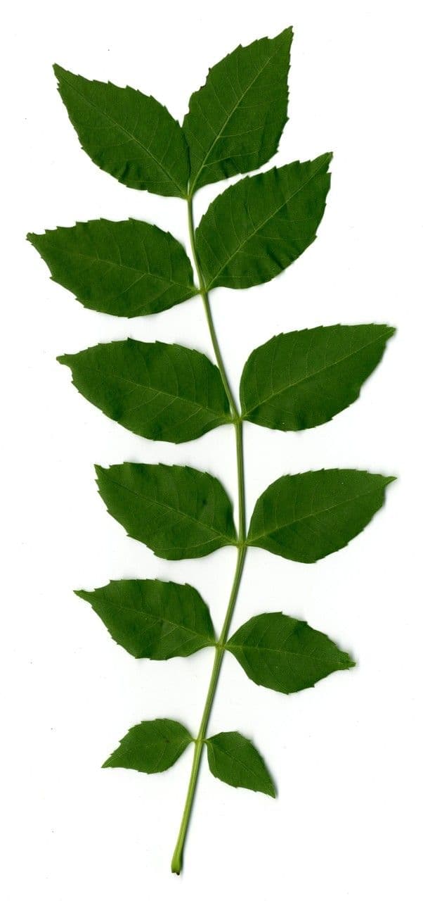 Schmalblättrige Esche 28