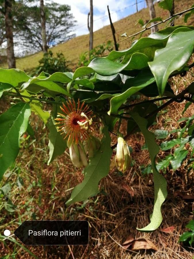 Passiflora 6