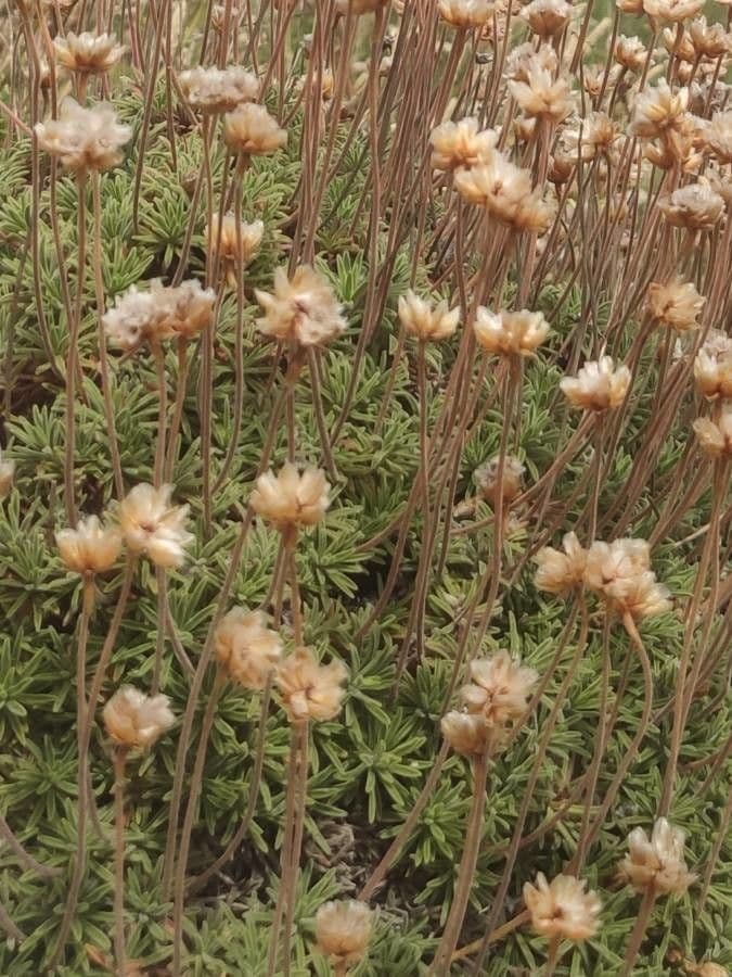 Armeria pubigera 4