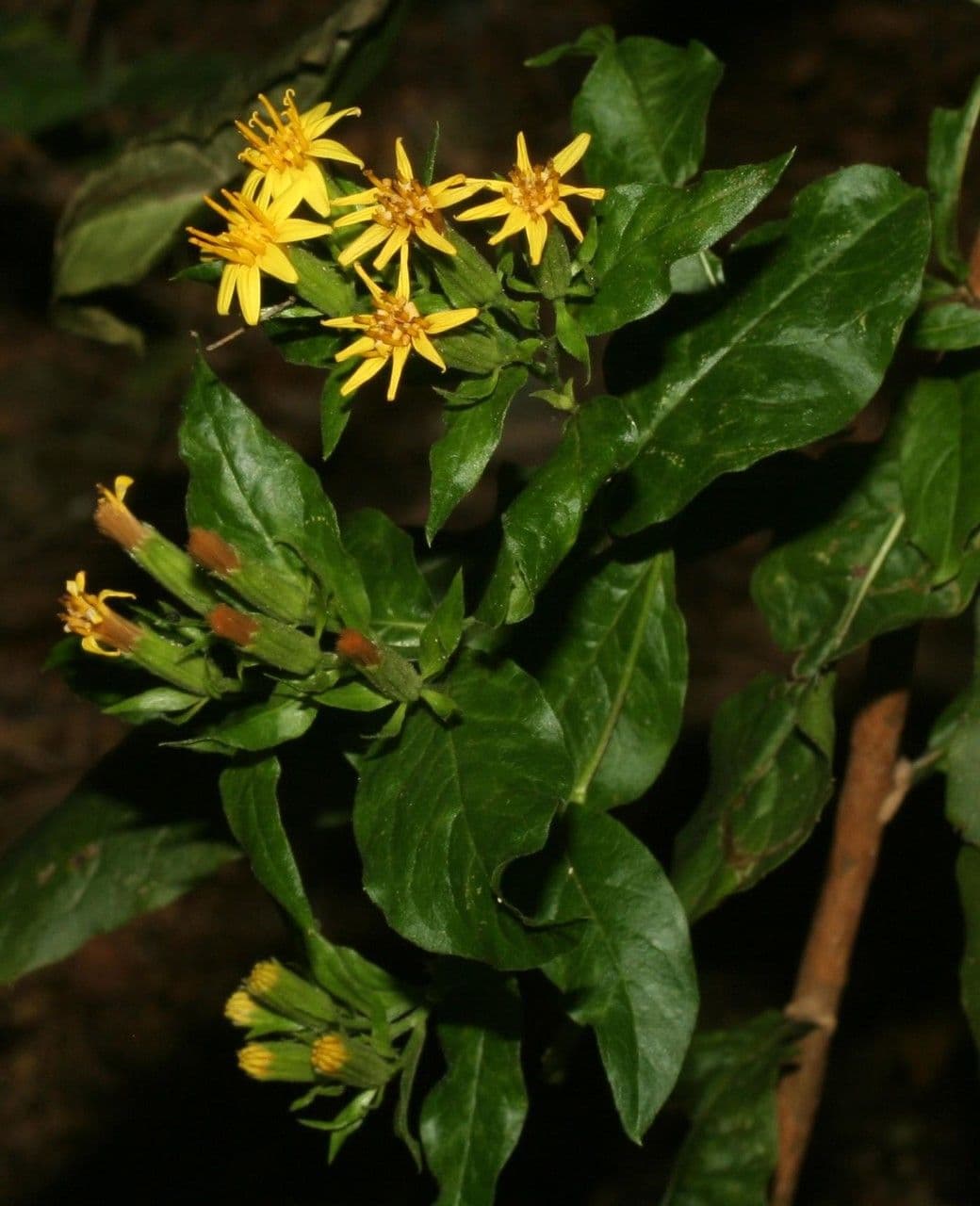 Trixis inula 17
