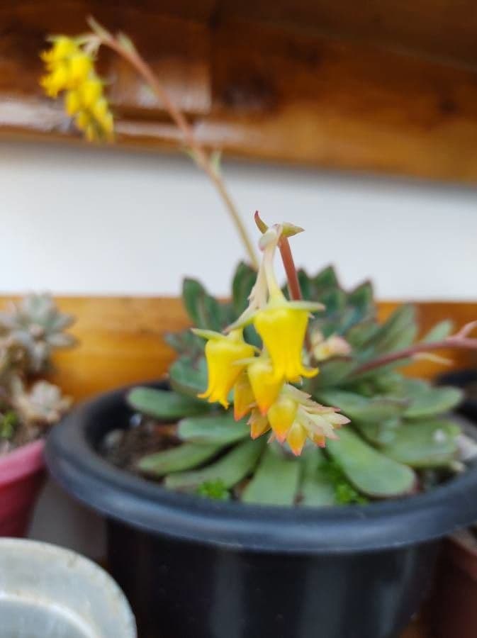 Echeveria 4