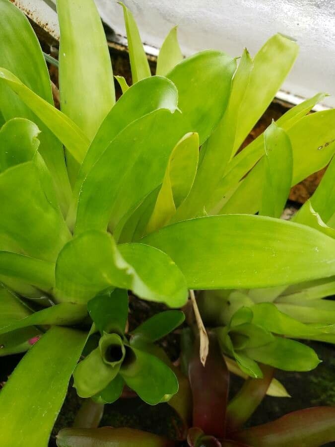 Aechmea 4