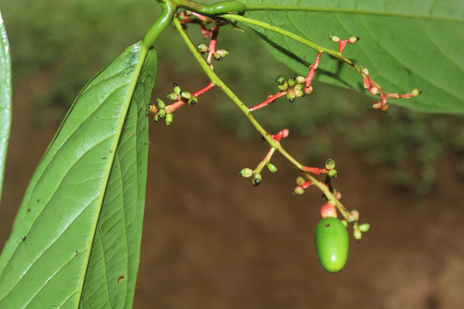 Ocotea atirrensis 5