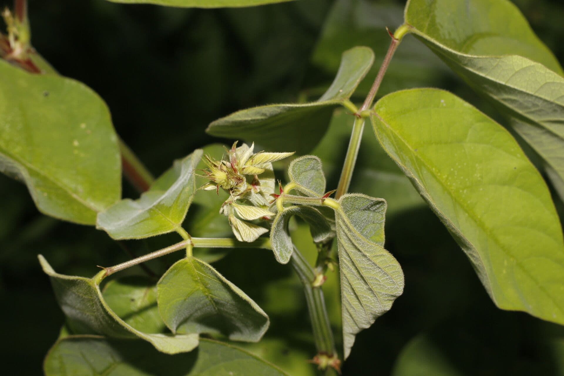 Desmodium distortum 3