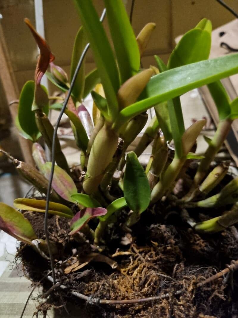 Cattleya intermedia 11