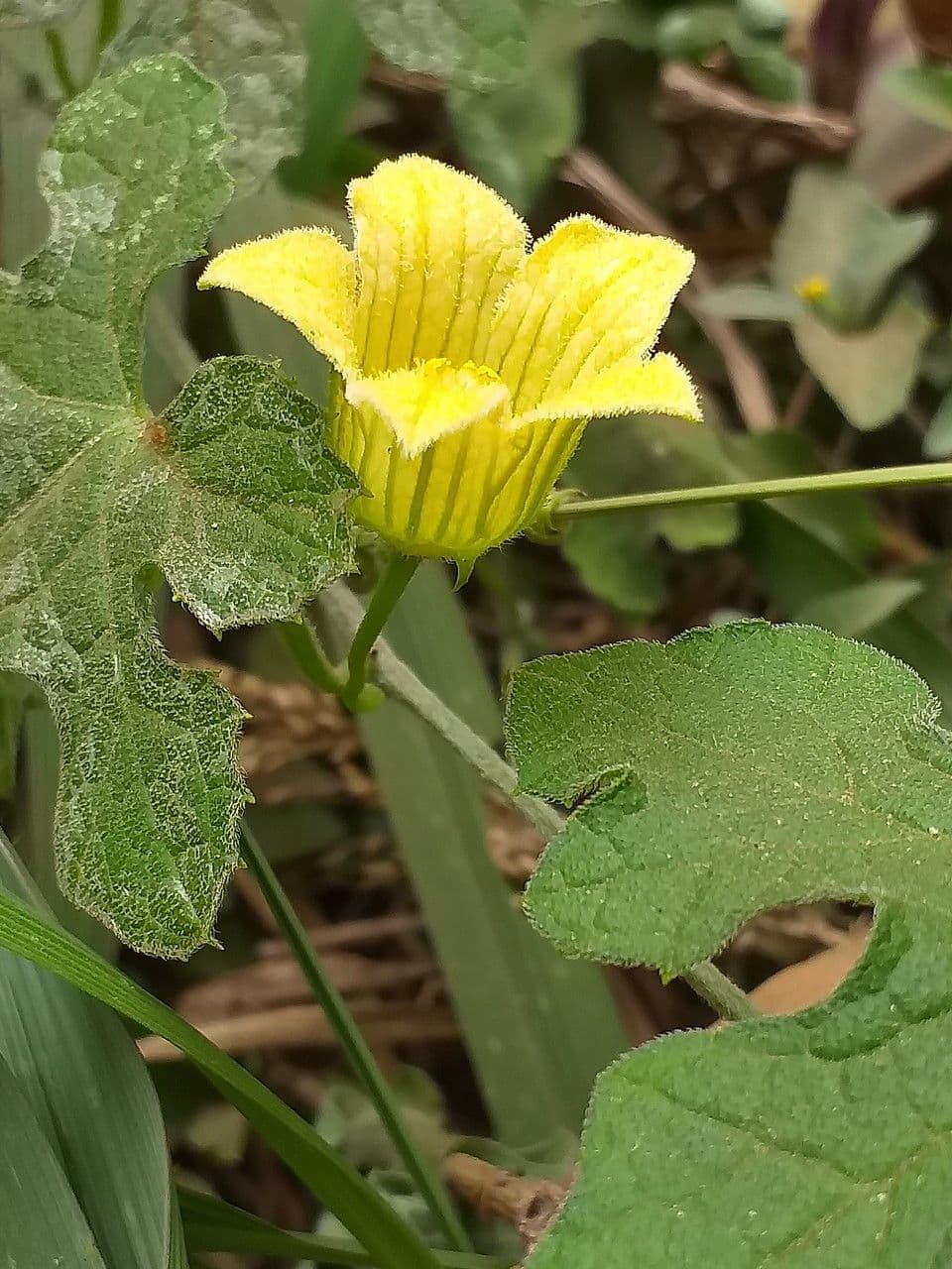 Figleaf gourd 6