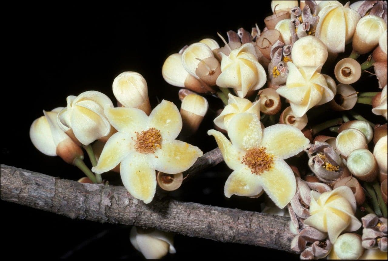 Eriotheca globosa 4