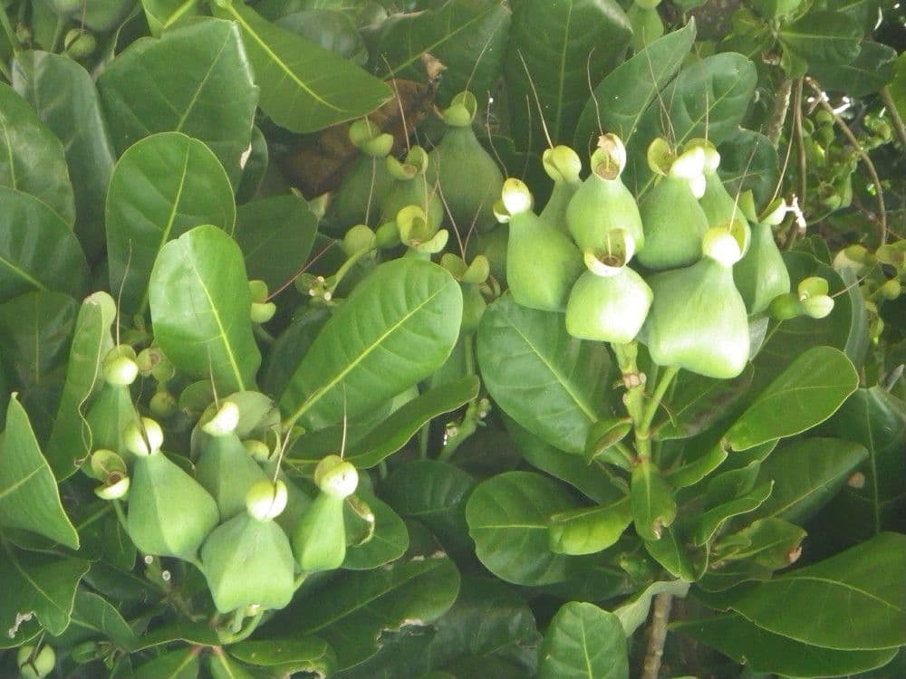 Barringtonia 29