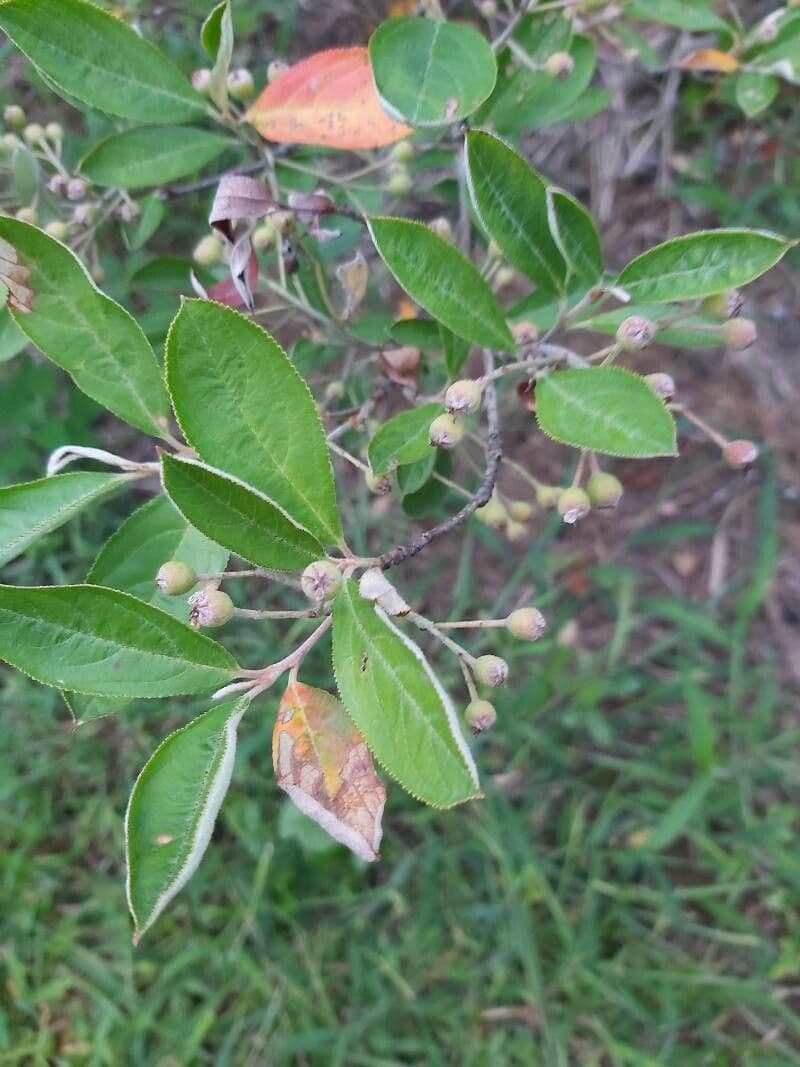 Aronia rossa 15