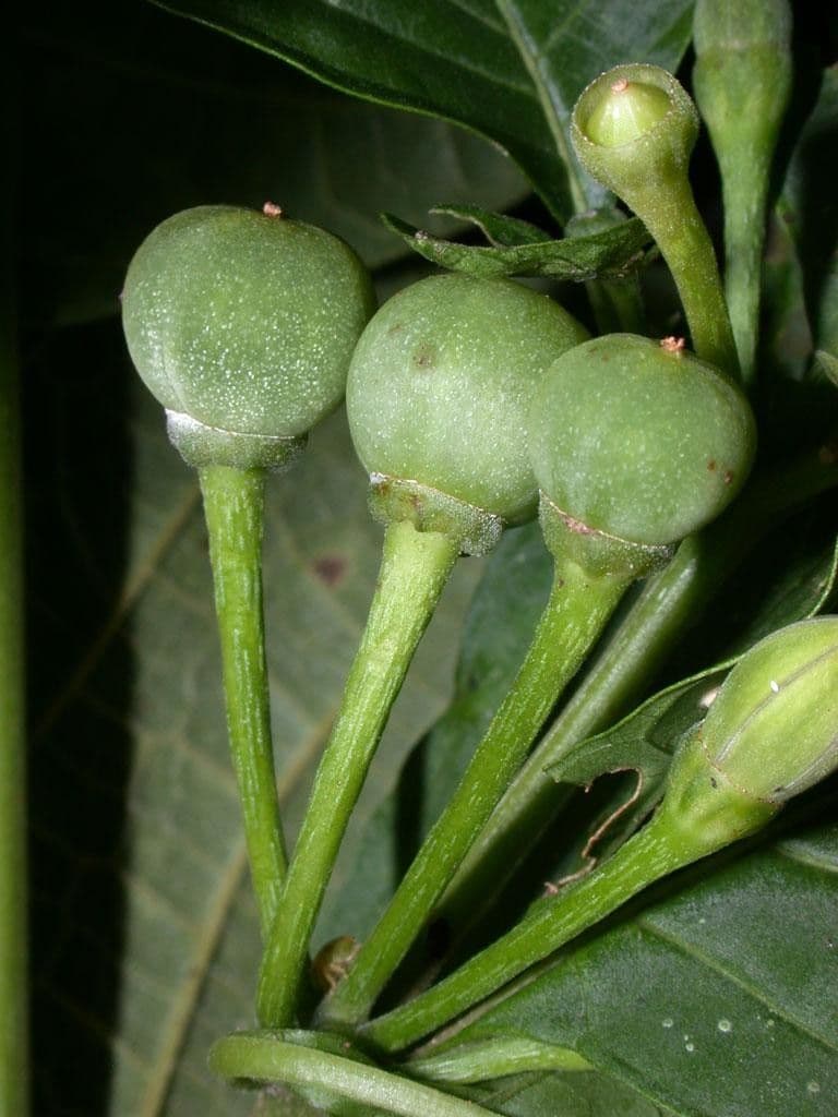 Lycianthes heteroclita 2