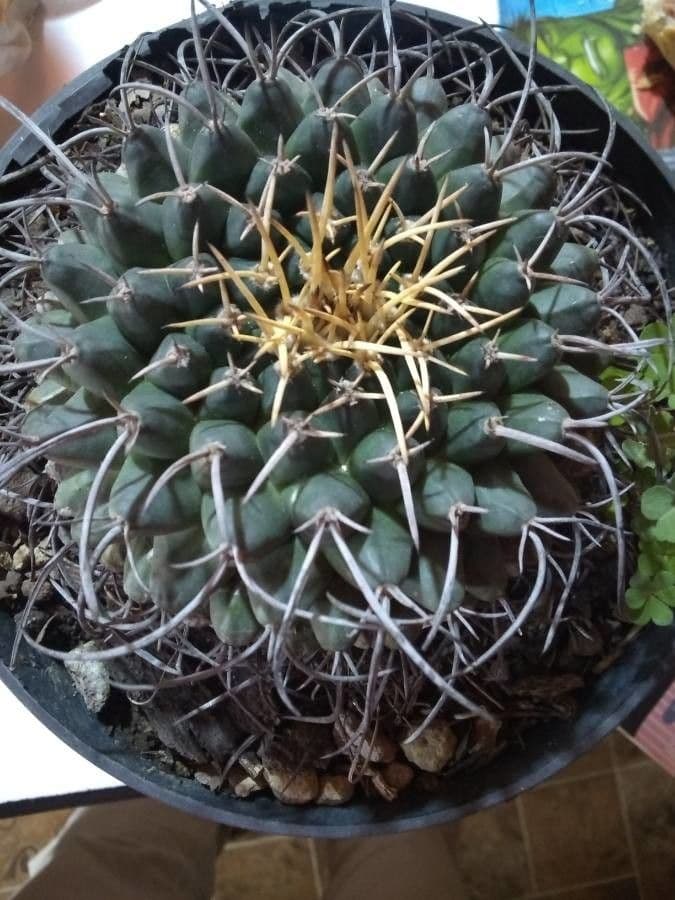 Gymnocalycium