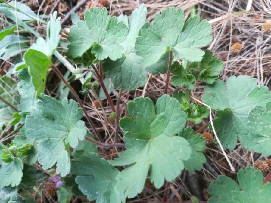 Géranium à feuilles rondes 12