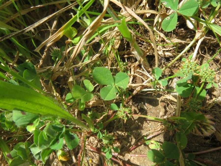 Trifoglio agglomerato 18