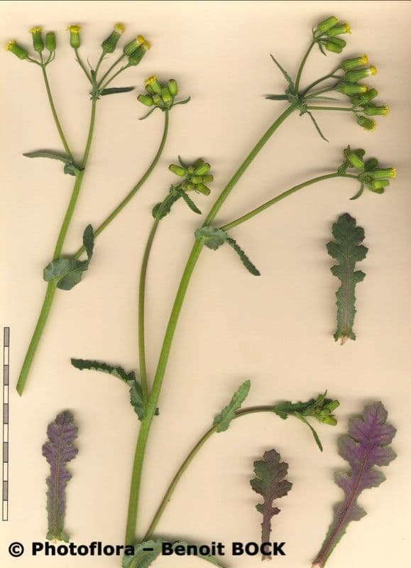 Senecio livido 20