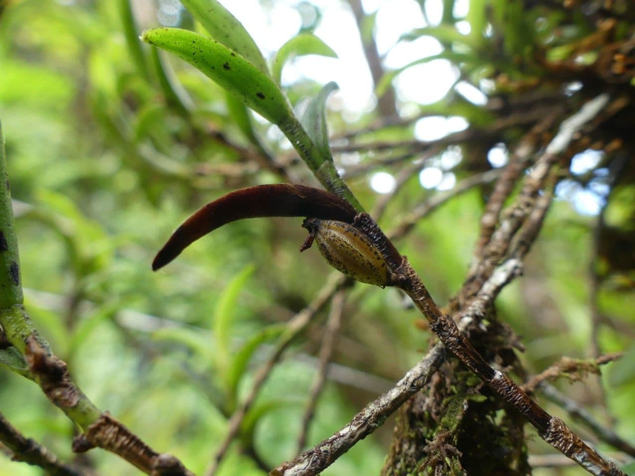 Angraecum