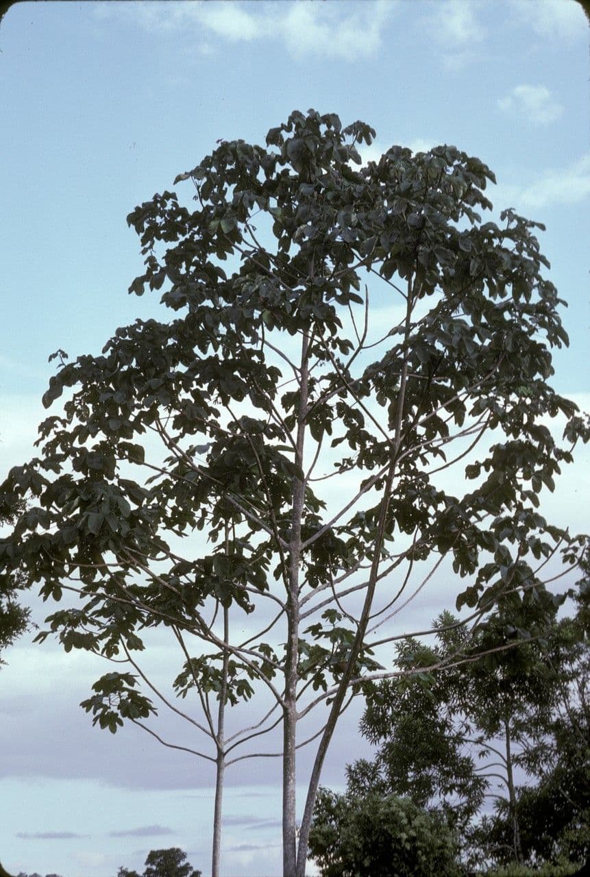 Cecropia 3