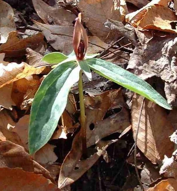 Lanceleaf wakerobin 2