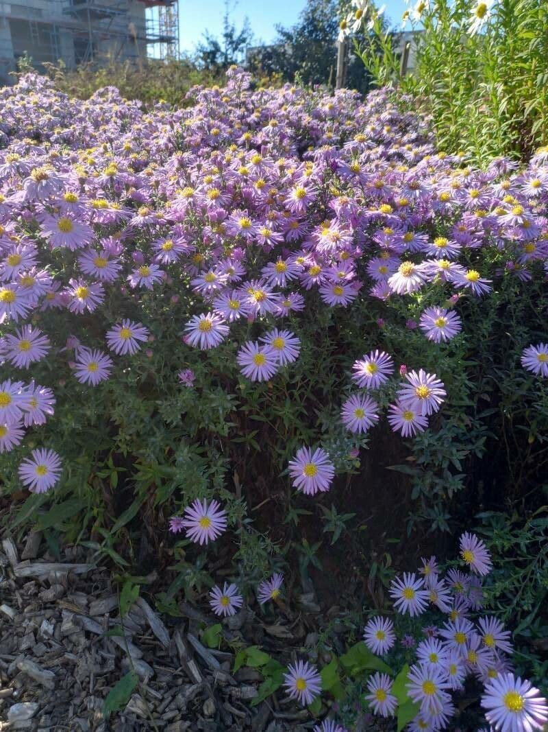 Busch-Aster 6